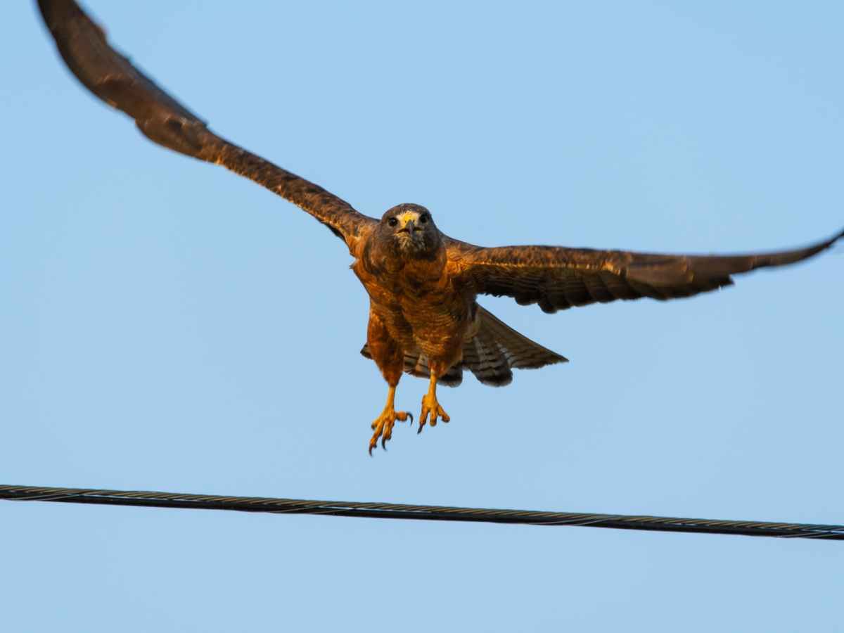 Donald Trump, United States of America and the prophecy of Isaiah around the Man that executes my&nbsp;Counsel